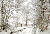 Other - Snowfall in the Birchwood