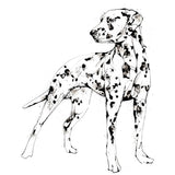 Print Open Edition Animals - Spots Unframed