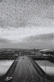 Digital Print - Starlings 1997