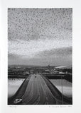 Digital Print - Starlings 1997