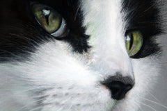 Still She Stares