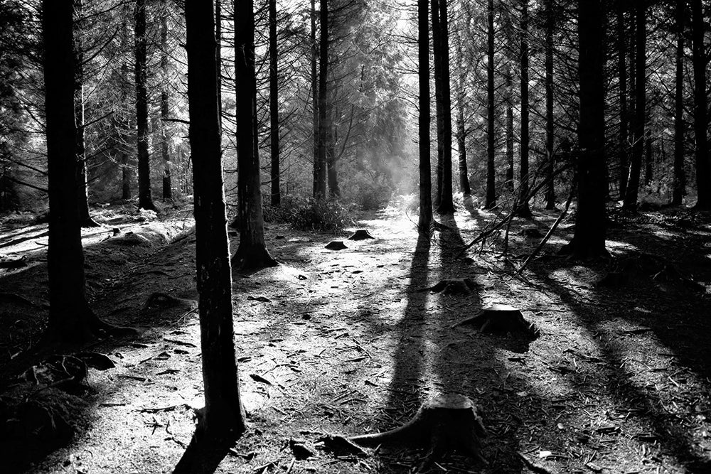 Co Down - Sunrays - Hillsborough Forest Park - Unframed