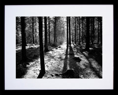 Co Down - Sunrays - Hillsborough Forest Park - Black Box Frame