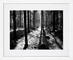 Co Down - Sunrays - Hillsborough Forest Park - White Box Frame