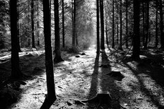 Co Down - Sunrays - Hillsborough Forest Park - Unframed