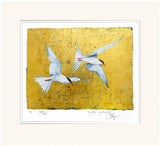 The Book Of Birds - Tern - Premium Edition