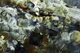 Monotype - The Clutch