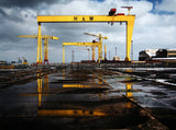 The Cranes Unframed