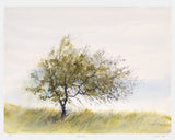 Print - Thorn Tree - Unframed